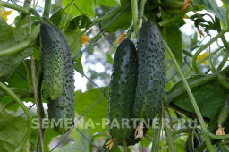 Огурец партенокарпический Уран - Партнер фото 4