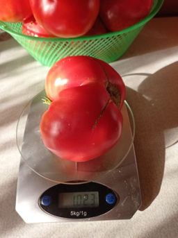 Томат ЗЛАТОУСТ коллекция Татьяны Штайнерт Авторская селекция - Уральский дачник фото 6