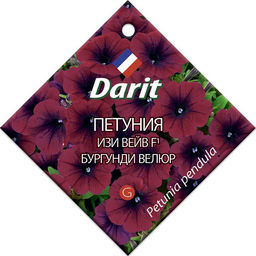 Петуния Изи Вейв Бургунди велюр F1 5шт. (Дарит)