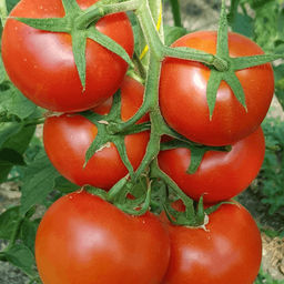 6232U Томат Вояж F1 5шт
