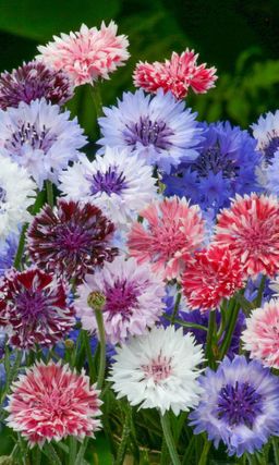 Василёк ЛЕТНИЕ КАНИКУЛЫ