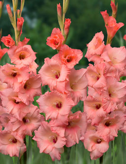 ГЛАДИОЛУС Джорджия Пич Разбор 10/12 Кол-во упак., шт 8