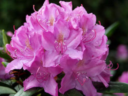 Рододендрон Roseum Elegans (Розеум Элеганс)