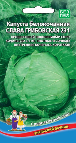 Капуста СЛАВА ГРИБОВСКАЯ 231  Проверенный поколениями сорт! Кочаны плотные и сочные, до 4,5 кг! Внутренняя кочерыга короткая!