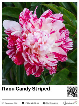 Пион Candy Striped