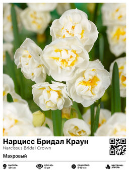 Нарцисс Bridal Crown (Махровый) - Голландские луковицы фото 2