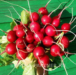 Редис Черриэт - Партнер фото 3