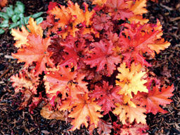 Гейхера Зиппер - Долина роз фото 3