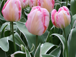 Тюльпан New Design (Нью Дизайн)