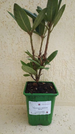 Рододендрон Казимира Вилки