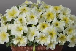 Петуния Лулу Лаймлайт каскадная лимонная - Партнер фото 3