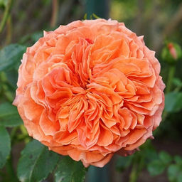 R365 ОРАНЖЕРИ