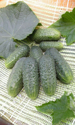 Огурец ЗЯТЁК F1 Не требует опыления, урожай с июня до сентября!