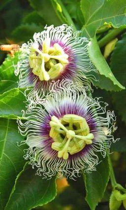 Пассифлора ГЭЛАКСИ