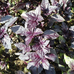 6192U Базилик овощной Арарат 0,5гр