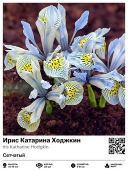 Ирис Katharine Hodgkin (Сетчатый) - Голландские луковицы фото 2