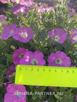 Петуния МиМи Николь каскадная византийский розовый - Партнер фото 3