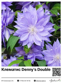 Клематис Dennys Double (Махровый)