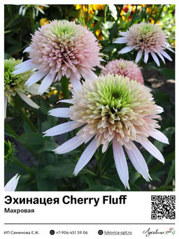 Эхинацея Cherry Fluff (Махровая)