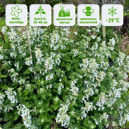 Котовник Фассена Сноуфлейк