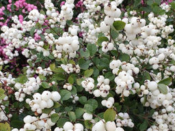 Снежноягодник белый