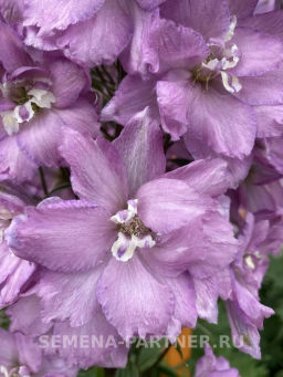 Дельфиниум Свитхартс - Партнер фото 6