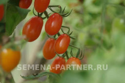 Томат Черри Ля Мур - Партнер фото 7