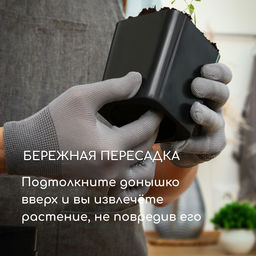 Цена за 20 шт. Горшок для рассады, 300 мл, 7.5×7.5×7.5 см, пластик, чёрный, Greengo