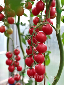 Томат Зимняя Вишня F1