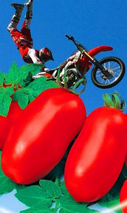 Томат КАСКАДЁР До 10 кг плодов с растения! 100 % завязываемость плодов в экстремальных условиях!