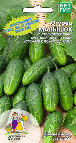 Огурец МАЛЫШОК Маленький куст, да большой урожай! Ультраскороспелый! Кустовой! Засолочный! Устойчив к похолоданиям!