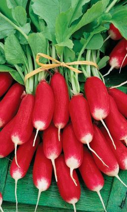 Редис ДУЭТ  Ультраранний! Крупные корнеплоды! Не уходит в стрелку! Дружно созревает!