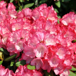 Рододендрон Фантастика