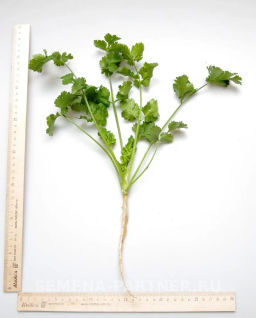 Кориандр Карибе - Партнер фото 2