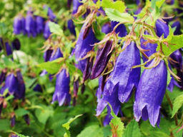 Колокольчик гибридный Сарастро - Долина роз фото 3