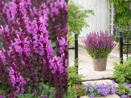 Шалфей дубравный Роуз Квин - Долина роз фото 2