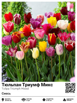 Тюльпан Triumph Mixed (Триумф) - Голландские луковицы фото 2