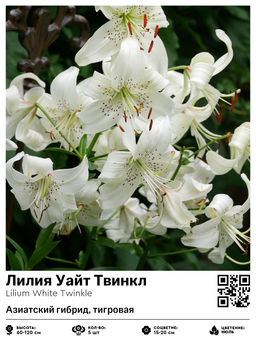 Лилия Уайт Твинкл (Азиатский гибрид, тигровая)