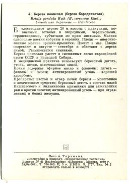 Открытка Береза повислая (береза бородавчатая)