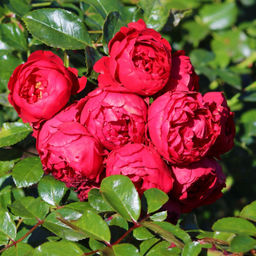 Роза Флорентина