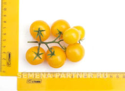 Томат Балконное Чудо Жёлтый - Партнер фото 8