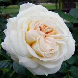 R329 МОН ЖАРДЕН Э МА МЕЗОН