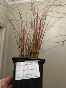 Осока Милк Чоколейт