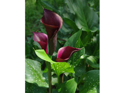 Калла Schwarzwalder (Шварцвальдер) - Долина роз фото 2