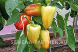 Перец сладкий Темп - Партнер фото 5