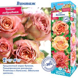 Роза Винтаж (Чайно-гибридная) 1шт