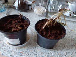 Астильба Арендса Фанал