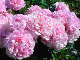 Пион Sarah Bernhardt (Сара Бернар) - Долина роз фото 3