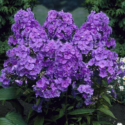 ФЛОКС Аметист Разбор I Кол-во упак., шт 2