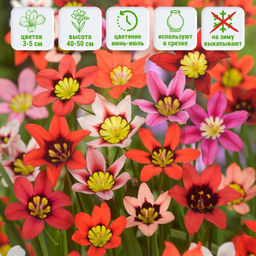 Спараксис трехцветный микс 10 шт